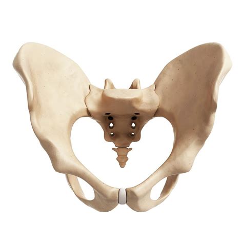 Human Hip Bone Photograph By Sebastian Kaulitzki