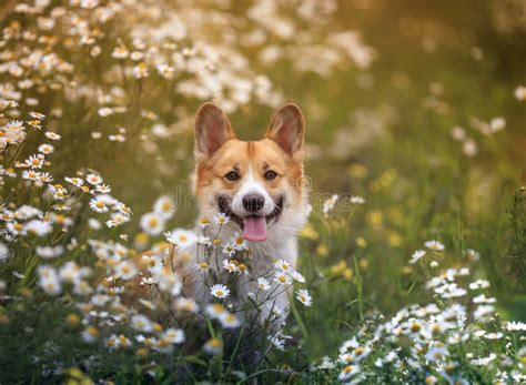 Natural Background With Cute Corgi Dog Puppy Sitting On A Summer Sunny