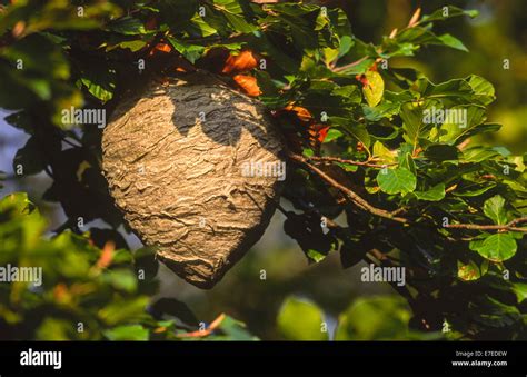 Wasp Wasps Nest Insect Hanging Hi Res Stock Photography And Images Alamy