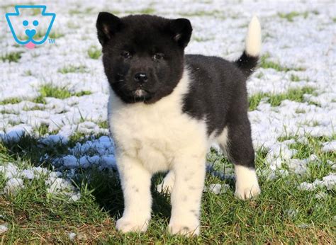Call today to meet this sweetheart! Lulu | Akita Puppy For Sale | Keystone Puppies