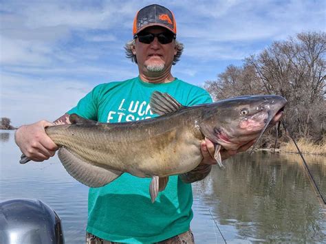 How Big Do Channel Catfish Get Average And Record Sizes Strike And