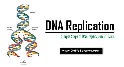 Dna Replication Simple Steps Of Dna Replication In Ecoli
