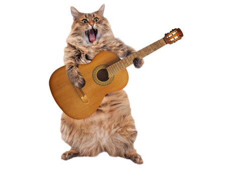 Cat Playing Guitar Stock Photos Pictures And Royalty Free Images Istock
