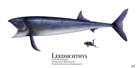 Leedsichthys By Prehistorybyliam Prehistoric Animals Ancient Animals