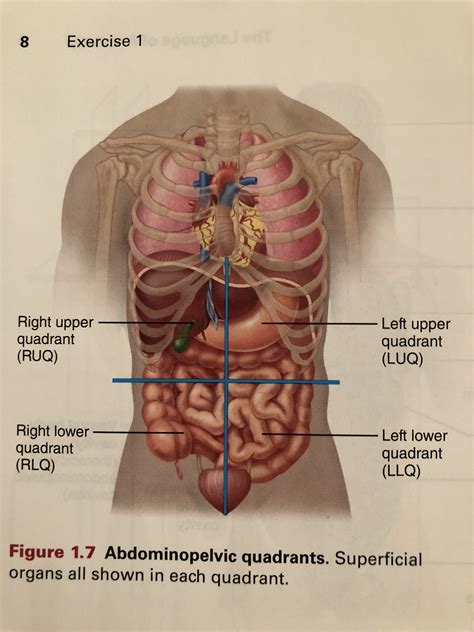 Anatomy Four Quadrants Of The Body Abdominopelvic Regions And Images