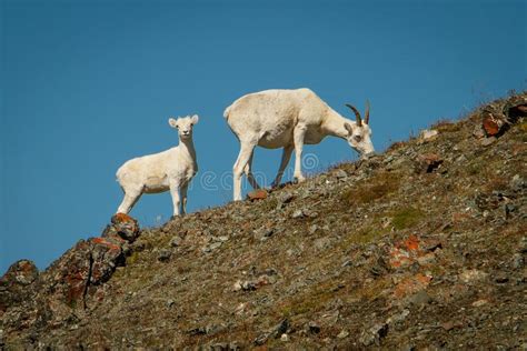 Dall Sheep Mother With Baby In Kluane Np Yukon Canada Stock Photo