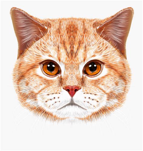 Orange Tabby Cat Face Hd Png Download Is Free Transparent Png Image