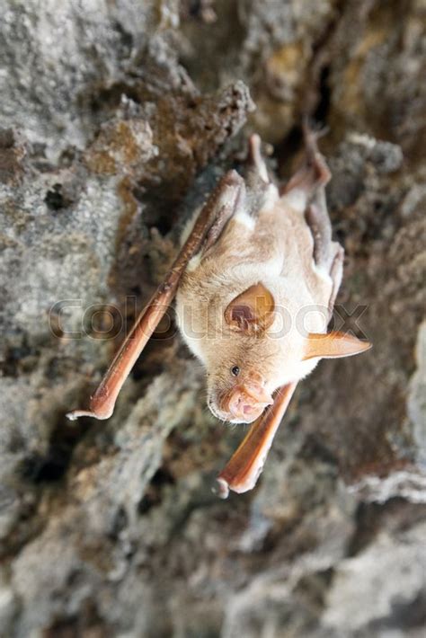 Vampire Bat Are Sleeping In The Cave Stock Image Colourbox