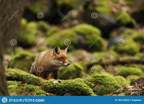 Red Fox Vulpes Vulpes In Forest Beautiful Animal In The Nature