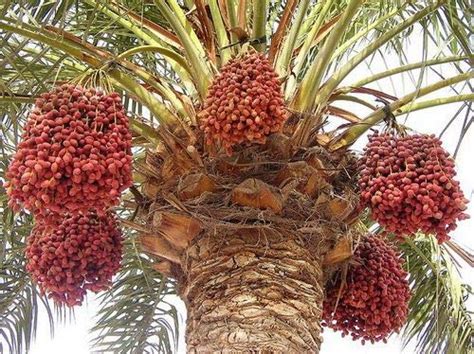 Buy 1 Live Of Medjool Date Palm Tree From Very Sweet Tious Dates Palm