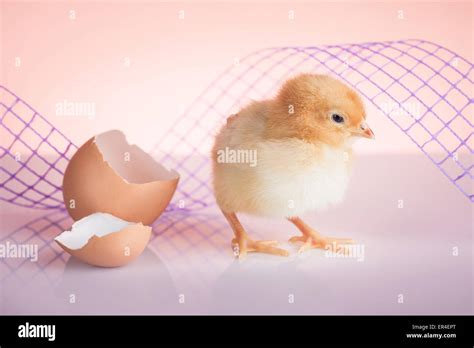 Yellow Chick Egg Shell High Resolution Stock Photography And Images Alamy