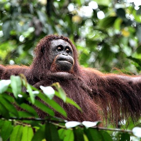Large Female Orangutan Borneo Photograph By Carole Anne Fooks