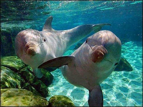 Bottlenose Dolphins Ocean Animals Dolphins Animals