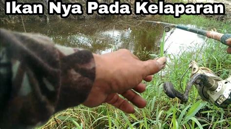 Ikan Nya Semua Pada Kelaparan Asal Lempar Langsung Di Hajar Youtube