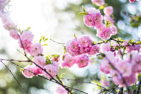 Wallpaper Flowers Pink Branch Spring Flowering 4104x2736 Wallup