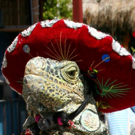 Iguana In Red Sombrero Cabo Mexico © All Rights Reserved Flickr