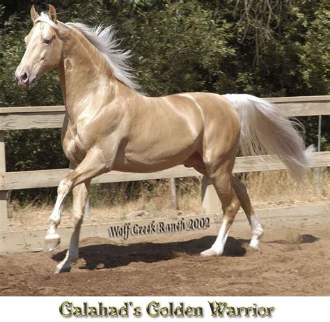 Saddlebred Güzel Atlar Atlar Alaca Atlar
