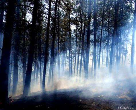 Smoke In Pine Forest Photos Diagrams And Topos Summitpost