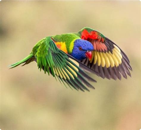 Brilliantly Colored Rainbow Lorikeet In Flight Pretty Birds Pet