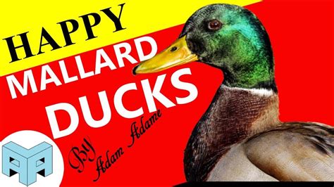 Mallard Ducks Youtube
