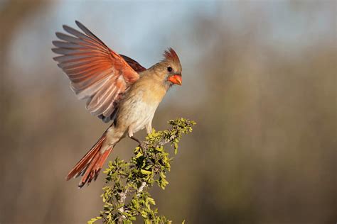 Northern Cardinal Cardinalis Cardinalis Photograph By Larry Ditto