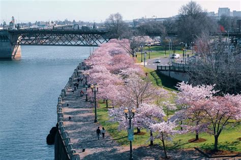 Cherry Blossom Portland Enjoy Spring While Practicing Social Distancing