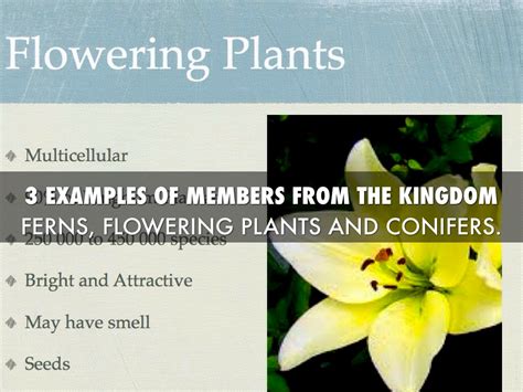 3 Interesting Facts About Plantae Kingdom Riset