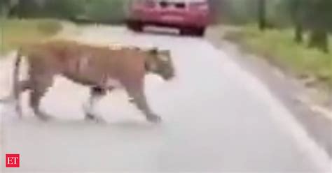 Bull Chases Away A Tiger On Forest Road Watch Viral Video The