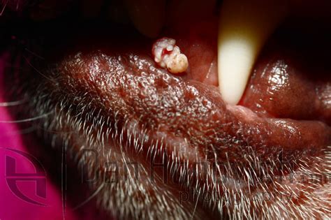 Dan Honovich Photography Veterinary Cases Canine Papilloma Virus