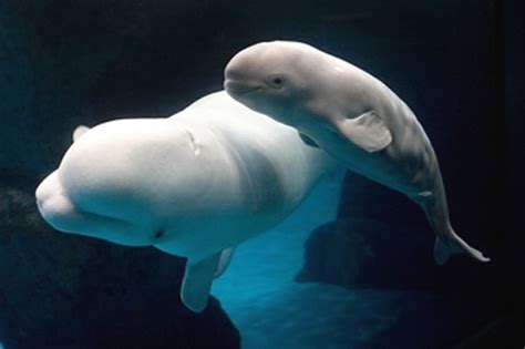 Baby Whale Facts Baby Animal Facts