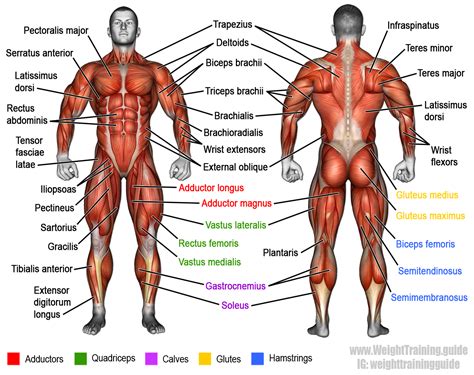 It permits movement of the body, maintains posture and circulates blood throughout the body. Learn muscle names and how to memorize them | Weight ...