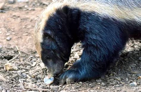 Honey Badger Description Habitat Image Diet And Interesting Facts