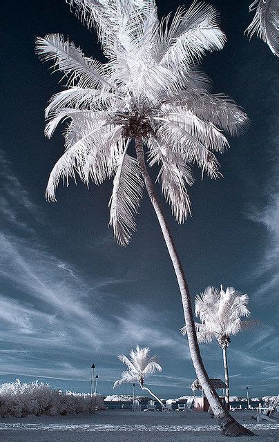 Winter Palm Palm Tree Pics Palm Trees Winter Sparkle Nature View