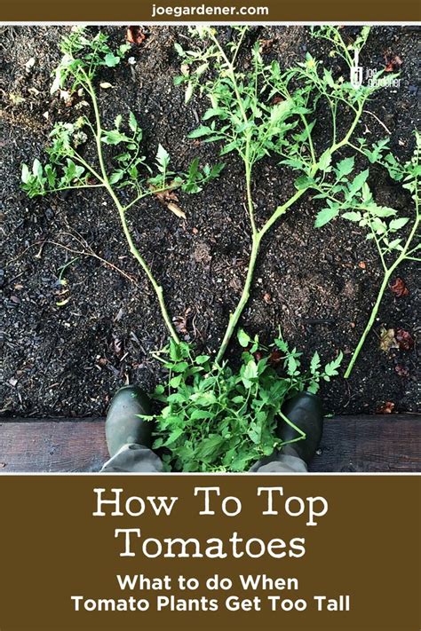 How To Prune Tomatoes Topping Tomato Plants When They Get Too Tall
