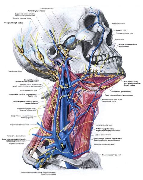 Back Of Neck Anatomy Lymph Anatomy Of Neck And Regional Lymph Nodes