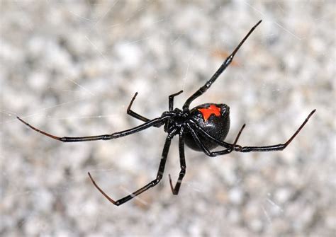 Symptoms of a reaction to the venom start about 30 minutes after the bite. Pictures, Symptoms, and Treatment of Black Widow Spider Bites