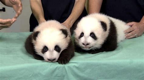 Video Twin Panda Cubs Named At Zoo Atlantas 100 Day Celebration Abc News