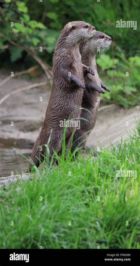 A Couple Of Lovely Asian Short Clawed Otters Standing Up Stock Photo