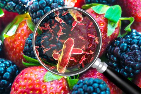 Raw produce, shellfish, contaminated water noroviruses are one of the most contagious forms of foodborne illness and it is estimated that half of all foodborne illnesses are a result of norovirus. Disinfectants - microbial-control.com