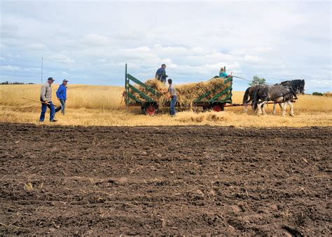 Judges should not forget that when you separate the wheat from the chaff, you should try to keep the wheat. Loading wheat sheaves into the wagon | Picking up wheat ...