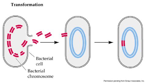 7 11b bacterial transformation biology libretexts