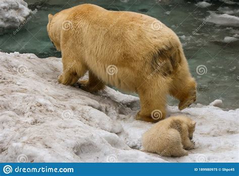 A Polar Bear Named Gerda With A Bear Cub Named Rostik Stock Image
