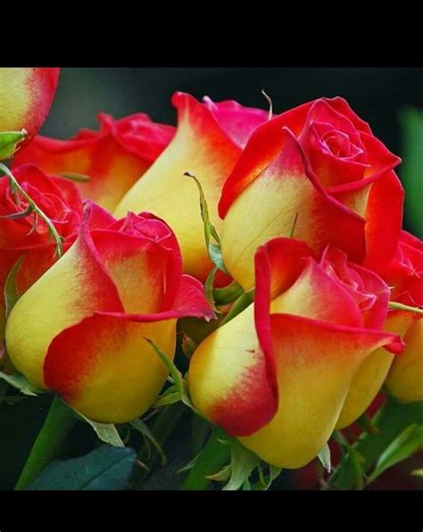 Yellow Red Tipped Rose Rose Seeds Beautiful Flowers Flower Seeds
