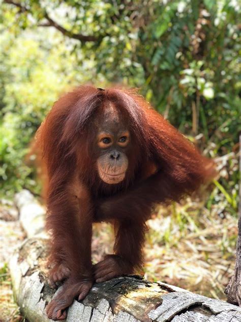 Orangutans have declined by around 50% in the last 60 years. Orangutan E-adoption Okto — Orangutan Foundation