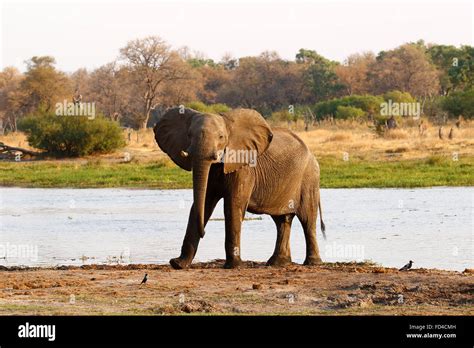 African Bush Elephants Are Our Largest Living Terrestrial Animal