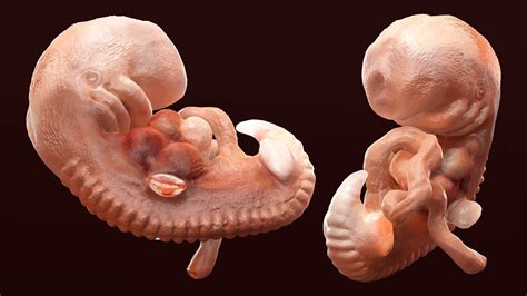Human Embryo 4 Weeks 3d Model 79 3ds Blend Obj Gltf Ma Max