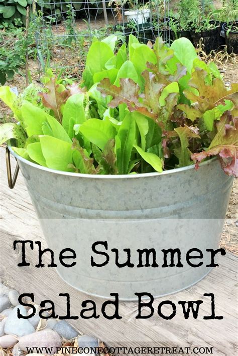 Growing Your Leafy Greens In A Salad Bowl Aka Galvanized Container Is