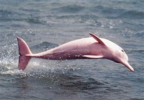 Albino Dolphin Albino Dolphin River Dolphin Albino Animals