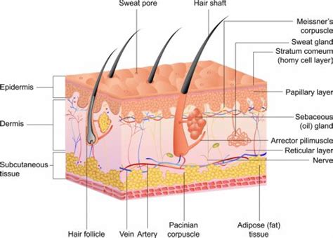 Scar And Wound Management Video How Is Scar Massage Performed