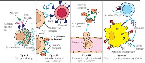 Hypersensitivity Introduction Causes Mechanism And Types